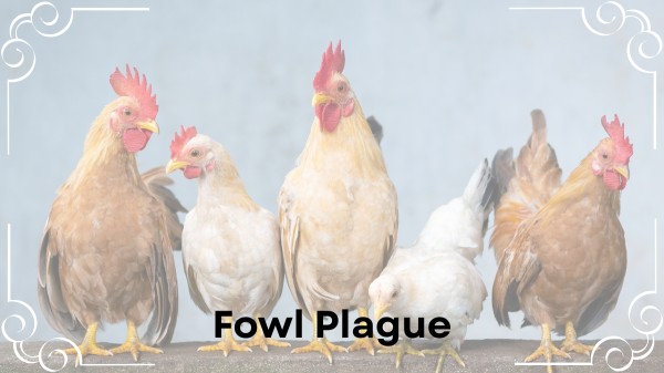 Fowl Plague