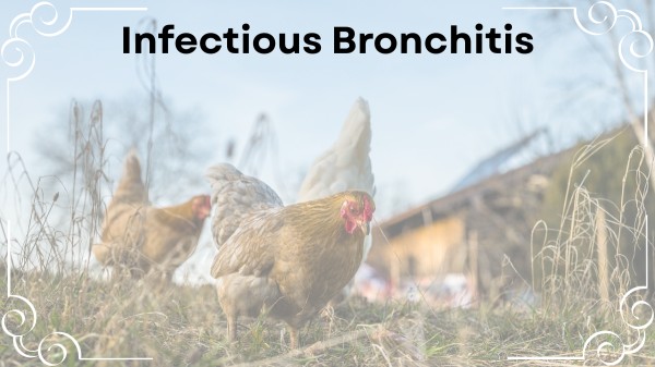 Infectious Bronchitis
