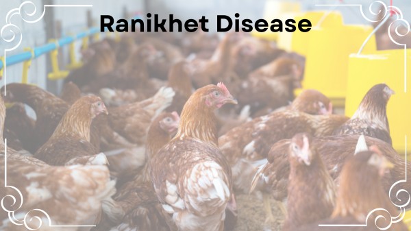 Ranikhet Disease